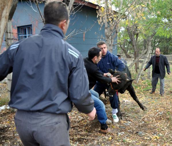 Erzurum'da sahiplerinin elinden kaçan iki büyükbaş kurbanlık, ortalığı birbirine kattı ve 1'i kadın 5 kişiyi yaraladı.