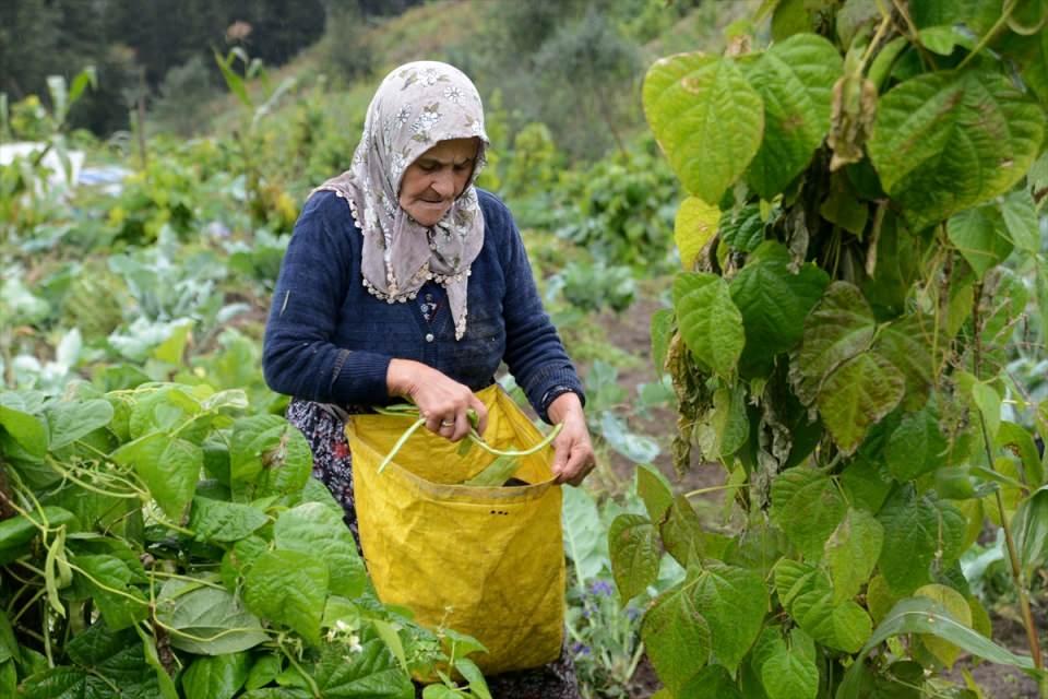 <p>Bahçelerde yetiştirilen patates, karalahana, pazı, kabak, fasulye, mısır, çilek gibi mahsuller toplanarak evlere getiriliyor. Bazı vatandaşlar da ormana giderek mantar topluyor.</p>