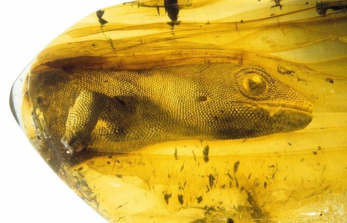 <p>Amber'de 54 milyon yaşındaki gekko korundu</p>

<p> </p>
