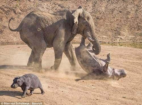 <p>Fotoğrafçı, Windhoek'te yavrusuyla gezen su aygırının öfkeli fille mücadelesini görüntüledi</p>

<p> </p>
