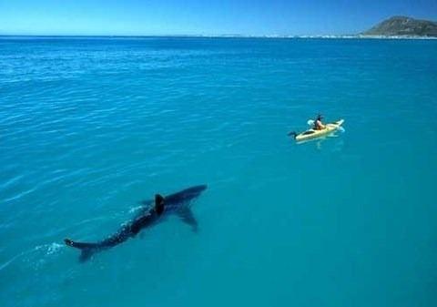 <p>B&uuml;y&uuml;k beyaz k&ouml;pek balıklarını inceleyen bir araştırmacı, bu fotoğrafa ş&ouml;yle bir yazı yazdı: '4 metrelik kanoda, 4 metrelik b&uuml;y&uuml;k beyaz'ı beklemek..'' Aslında daha &ouml;nce boş kanoyla testler yapılıp, b&uuml;y&uuml;k beyazın tepkileri g&ouml;zlemlenmiş ve hi&ccedil;bir agresif tavır sergilememesi &uuml;zerine bu fotoğraf &ccedil;ekilmişti.</p>

<p>&nbsp;</p>
