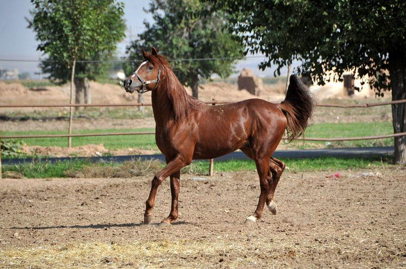 <p><strong>"Arap ve İngiliz cinsi atlar bulunuyor"</strong><br />
Suruç İlçe Gıda, Tarım ve Hayvancılık Müdürü Mehmet Murat Yahlizade, AA muhabirine yaptığı açıklamada, önceki yıllarda bölgede yaşanan kuraklık nedeniyle yöre halkının geçimini sağlamak amacıyla yarış atı yetiştiriciliğine yöneldiğini söyledi.</p>