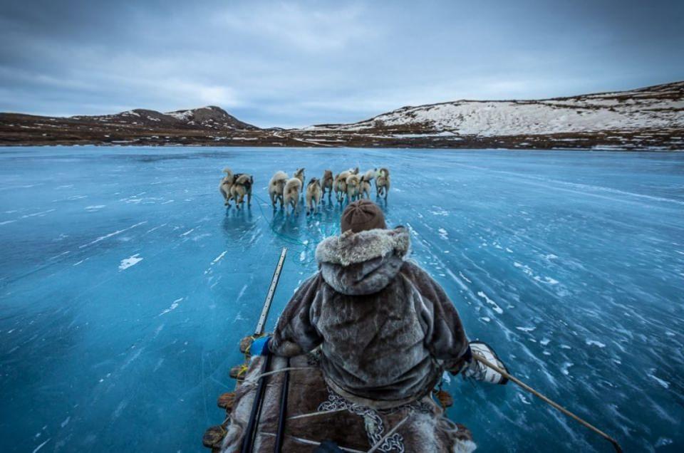 <p>Kızak çeken köpekler, Greenland</p>
