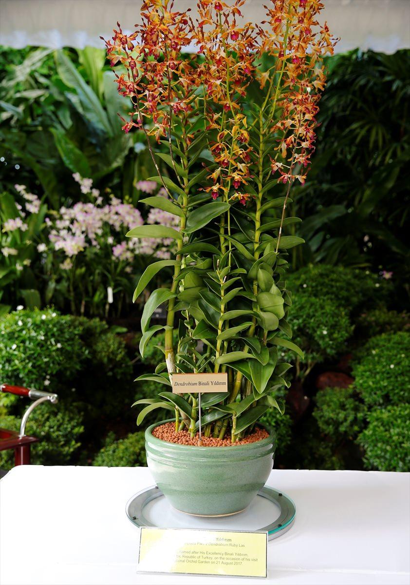 <p>Bahçede yetiştirilen ve dünyada benzeri bulunmayan orkide türüne, Yıldırım'ın ismi verildi.</p>

