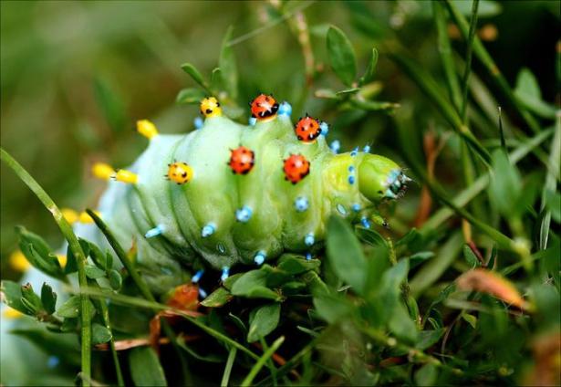 <p>Cecropia Moth kelebeği</p>
