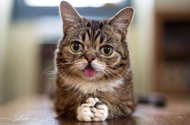 <p>BUB PERMA</p>

