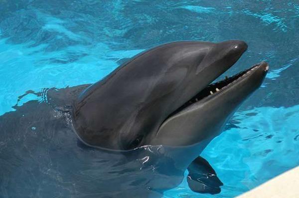 <p>KATİL BALİNA + YUNUS = WHOLPHIN</p>

<p>Dünya üzerinde, sadece Hawaii'deki Sea Life Park'ta bulunmaktadır. Buradaki katil balina ile yunus'un çiftleştirilmesiyle elde edilmiş melezlerdir.</p>
