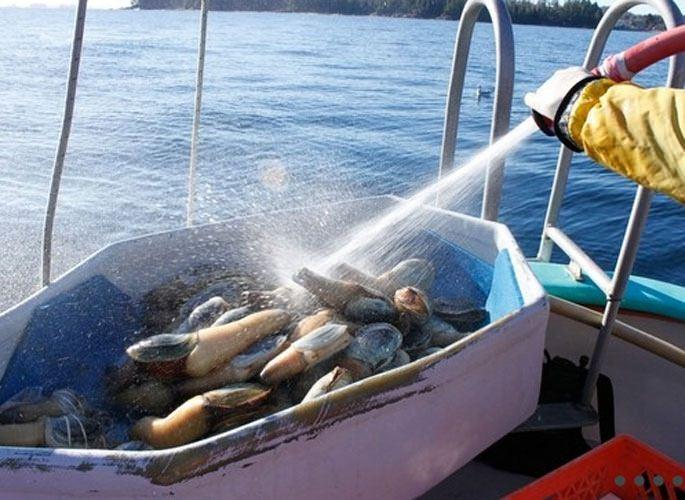 <p>Geoduck adı verilen bu ilginç deniz canlısı özellikle Asya'nın lüks restoranlarında yüksek fiyata satılıyor...</p>

<p> </p>

