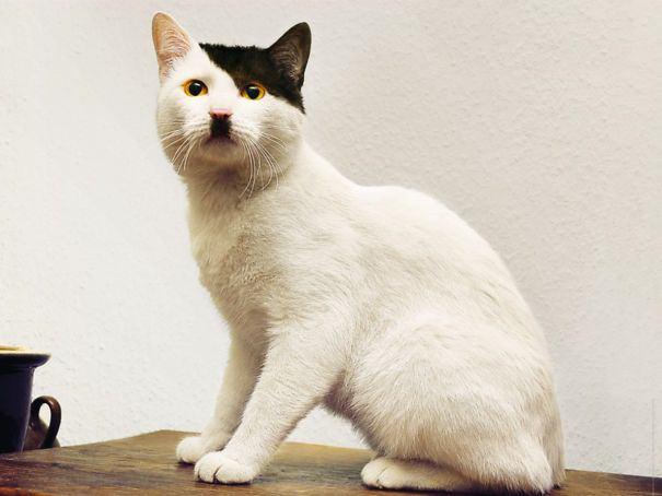 <p>Bu sebeple de çok sevilirler. İşte kedi severler için kürklerindeki desenler ile görenleri şaşkına çeviren 10 kedi...</p>
