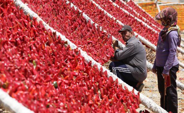 <p>Gaziantep'te ailelerin kışın tüketmek amacıyla hazırladığı kurutmalık sebzeler, son yıllarda geçim kaynağı haline geldi. </p>
