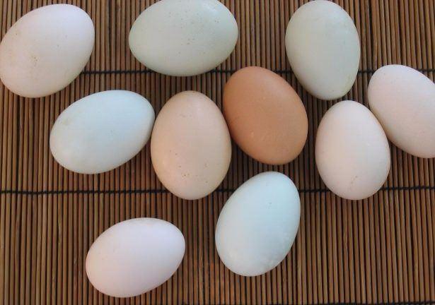<p>Sizce kabuk renkleri farklı olan yumurtaların içleri de besin değeri olarak farklı olabilir mi? </p>
