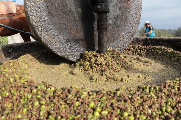 <p>Yaklaşık 1,5 tonluk taşın, atın 3 saat aralıksız &ccedil;evirmesiyle ezilen zeytin, kadınlarca sıcak suda yıkanıp sıkılarak b&uuml;y&uuml;k havuzlara alınıyor. Daha sonra s&uuml;zd&uuml;r&uuml;len zeytinyağının &ccedil;ekirdeği ve yağı ayrılarak şişeleniyor.</p>
