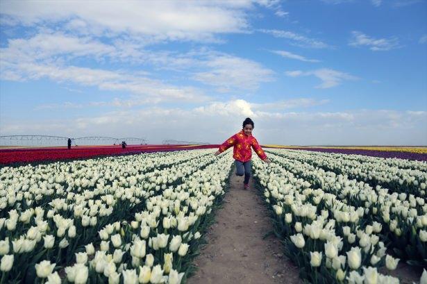 <p>''BURADA ÇEKTİKLERİ FOTOĞRAFLARLA YARIŞMAYA KATILIYORLAR''</p>

<p><br />
Fotoğrafçıların, lale bahçesindeki renkler ile gökyüzünün birleştiği manzaraya ilgi gösterdiğini dile getiren Gürses, şöyle devam etti:</p>
