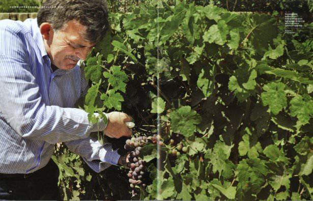 <p>Küçüklüğünde kardeşleriyle birlikte diktiği üzüm bağlarından Ankara'ya götürmek üzere salkımlar toplarken. (Kayseri-29 Ağustos 2010)</p>
