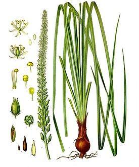 <p> S. Sabadillae (Bit otu, papaz otu) ve prep.</p>