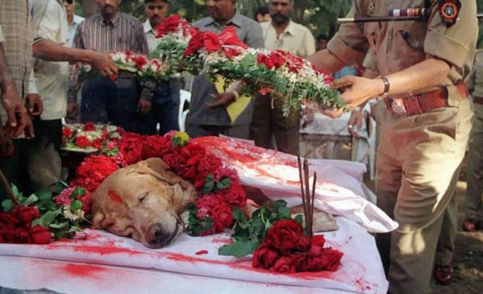 <p>Binlerce masumun hayatını kurtaran Zanjeer isimli bomba köpeği öldükten sonra tam anlamıyla bir devlet töreniyle son yolculuğuna uğurlanıyor. (2000)</p>
