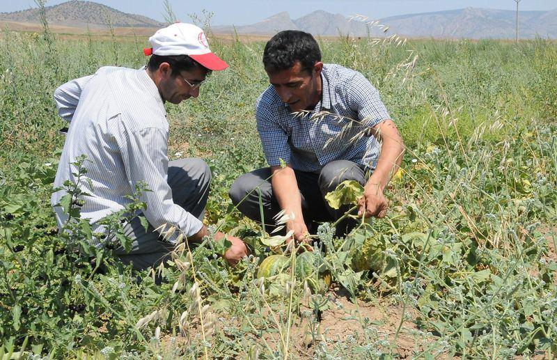 <p>Aydıncık Belediye Başkanı Ahmet Koçak, AA muhabirine yaptığı açıklamada, "bağrı bütün" ismi verilen kavunun farklı bir kokusu ve tadının bulunduğunu, bu türün her bölgede yetişmediğini söyledi.</p>
