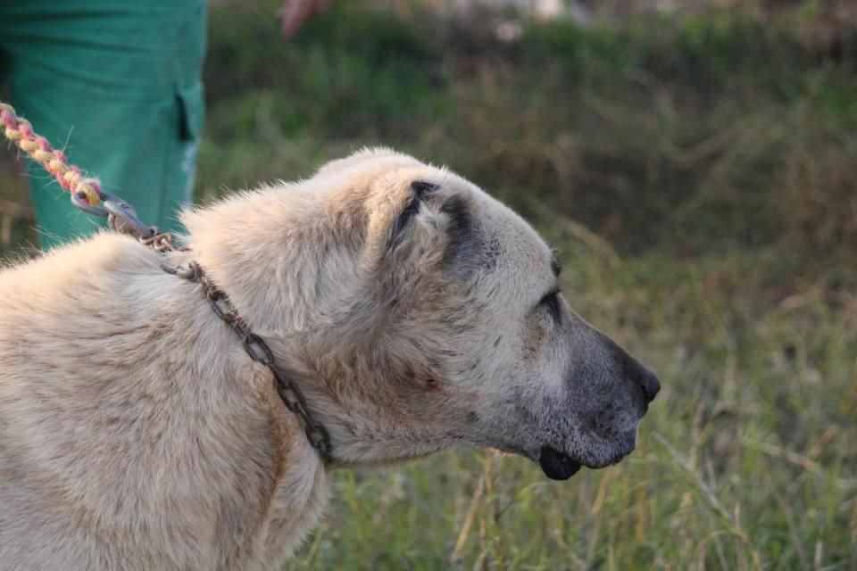 <p>Daha önce Baltık ülkeleri ile İsviçre'de kurtların verdiği zararlar nedeniyle sürü üreticilerine köpekler gönderdiklerini aktaran Karakoyun, "Dünyanın değişik yerlerinde köpeklerimiz var. Görevlerini yapıyorlar. Görevlerini yaptıklarına dair takdirler bize ulaşıyor. Biz de gururlanıyoruz. </p>
