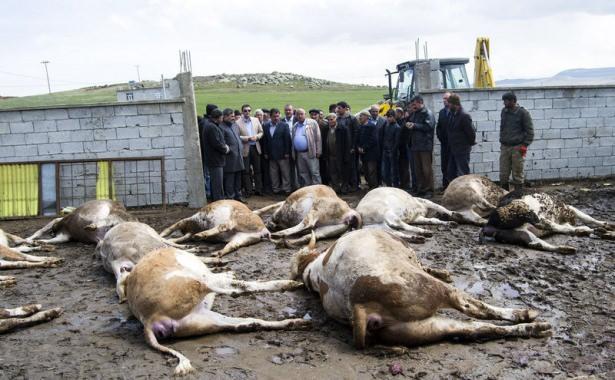 <div>Bitlis’in Ahlat ilçesine bağlı Ovakışla beldesindeki bir çiftlikte büyükbaş 26 hayvan telef oldu.</div>

<div> </div>
