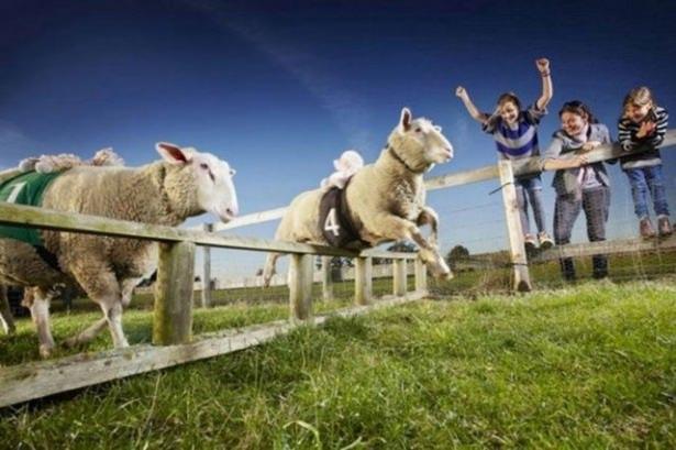 <p>Dünyanın en hızlı koyunu Zippy Lambourghini. High Wycombe, Buckinghamshire, İngiltere'de yaşayan Zippy Lambourghini katıldığı 179 yarıştan 165'inde foto finişi önde geçti.</p>

<p> </p>
