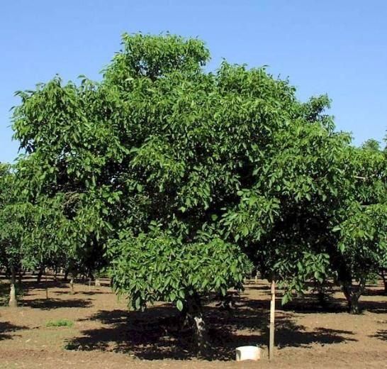 <p>Ceviz ağaçlarının kökleri 50-75 metre derine kadar inebilmektedir.</p>
<p> </p>