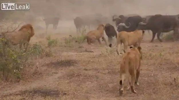 <p>Afrika'da çekilen bu görüntülerde bufalo sürüsünün peşine düşen aslanlar, aralarından birinin peşine düşüp onu öldürüyor...</p>
