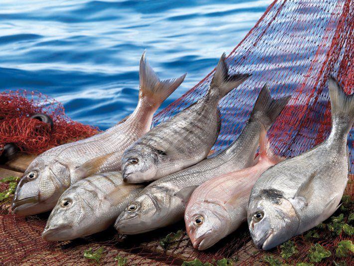 <p><strong>Balık tüketiminin vücuda 12 faydası</strong></p>

<p>Vücudun yaşamsal faaliyetlerini sağlayan proteini depolayan balık, A, D ve K vitamini içeriyor. </p>
