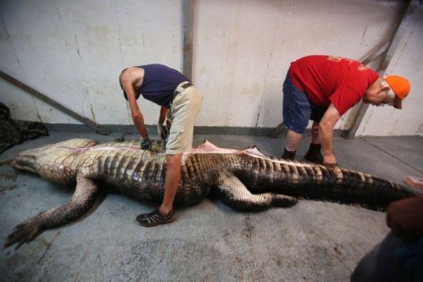 <p>Cuma gecesi gördükleri timsaha kurşun yağdıran Mandy Stokes, gece yarısı başlattığı mücadeleyi Cumartesi sahabına kadar sürdürdü.</p>

<p> </p>
