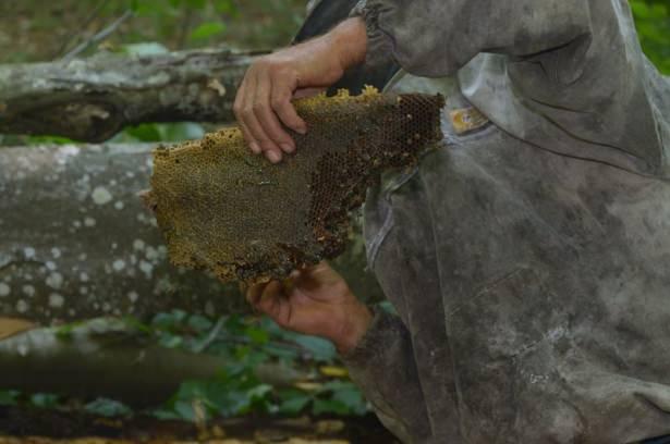 <p>Köylüler her yıl bu mevsimde sabahın erken saatinde gruplar halinde  Istranca Ormanları'na dağılarak, bazıları 25-30 kilometre yürüyüşün ardından, yaban arılarının ağaçlara açtıkları deliği tespit ederek kolları sıvıyor. </p>
