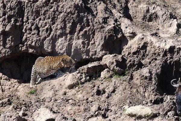 <p>Kenya Masai Mara'da gerçekleşen oayda leopar avına böyle yanaştı.</p>
<p> </p>