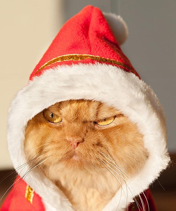 <p>Garfi </p>
