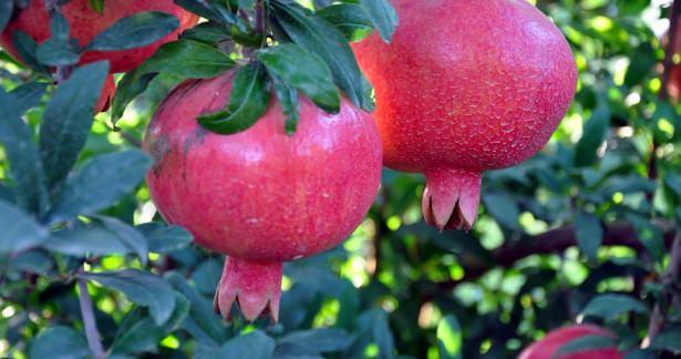 <p><strong>Nar ağaçları cennet tanelerinden bir tanededir</strong></p>

<p><br />
 </p>
