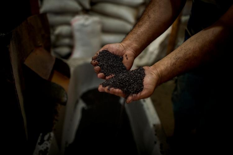 <p>Gazze'deki plastik hasır üreticileri, ham madde fiyatlarındaki büyük artış başta olmak üzere sektörde yaşanan sorunlar nedeniyle, imalatta plastik atıklardan istifade etmeye başladı. Gazze'nin doğusunda 1988 yılında kurulan bölgenin ilk hasır fabrikasında üretilen hasırların temel maddesi ham plastikten oluşuyor. Toplanan plastik atıklar makinelerde işlemden geçerek küçük parçalara dönüştürülüyor.</p>

<p> </p>
