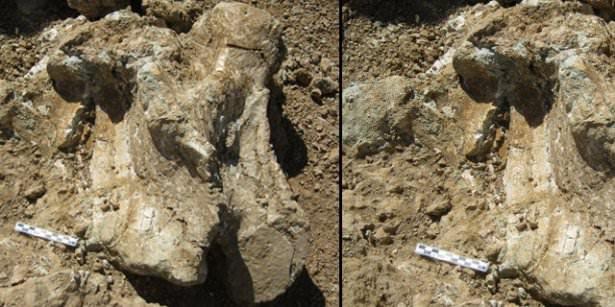 <p>ÇORUM-Çankırı havzasında, günümüzden yaklaşık 30 milyon yıl önce yaşamış ve gelmiş geçmiş en büyük kara memelisi olarak bilinen dev gergedan fosili bulundu.</p>

<p> </p>
