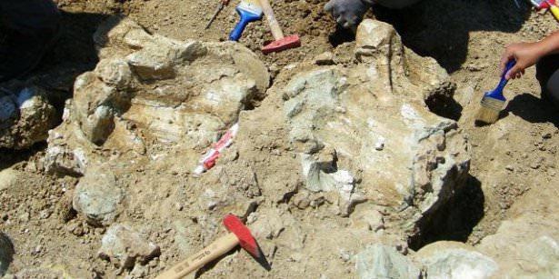 <p>“Paraceratherium” olarak adlandırılan boynuzsuz dev gergedan fosilinin en önemli özelliği iskeletinin hemen hemen tamamına yakınının bulunmuş olması.</p>

<p> </p>
