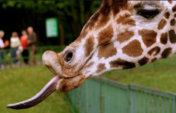 <p>Zürafalar dilleriyle kulaklarını temizleyebilir</p>
