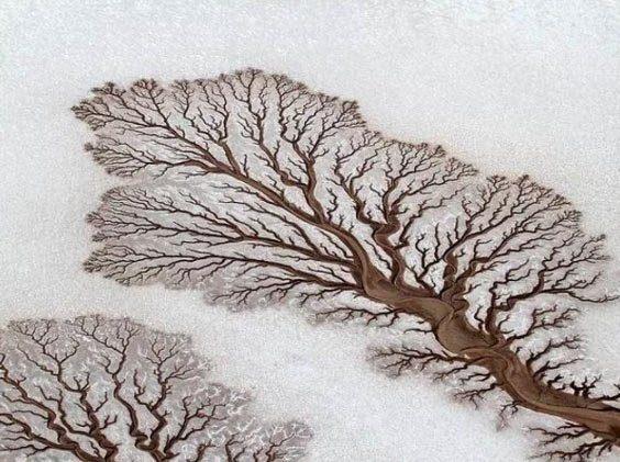 <p>Bir ağaç çizimi değil. Meksika'daki kurumuş bir nehir yatağının havadan çekilmiş görüntüsü.</p>

<p> </p>
