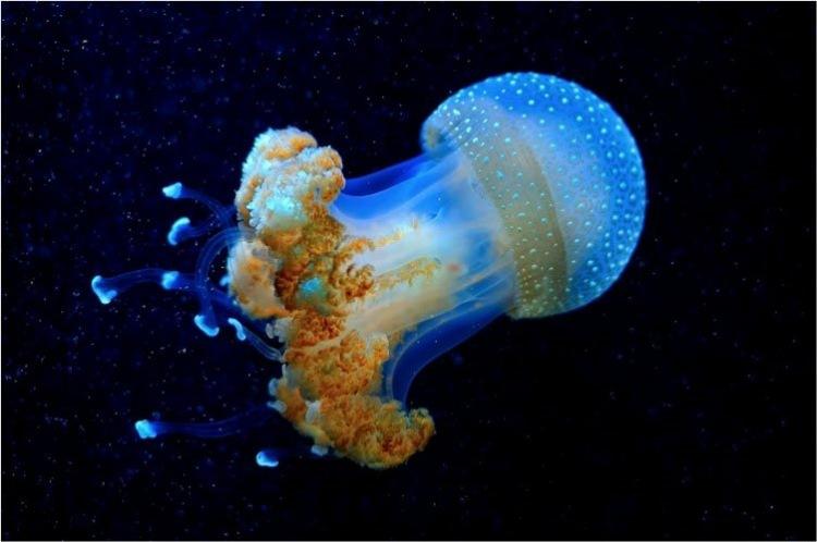 <p>Derin denizde yaşayan bu deniz anası, sanki başka bir gezegenden gelmiş gibi görünüyor.</p>

<p> </p>
