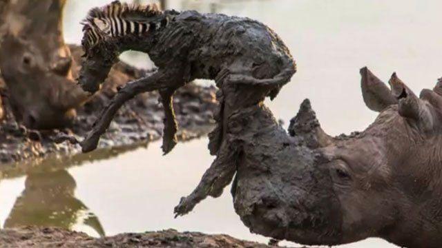 <p>Dev boyuttaki gergedan çamurun içine sıkışmış olan bir zebra yavrusunu boynuzları yardımıyla kurtardı.</p>
<p> </p>