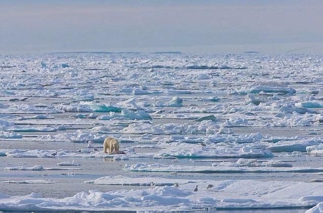 <p>Olayın yaşandığı Olgastretet geçidi, Svalbard'da en büyük iki adayı bağlıyor. Genellikle bu boğaz yıl boyunca buzla kaplı olurdu, ancak Kutuplardaki buzulların çekilmesi nedeniyle, şimdilerde uzun dönemler, buzsuz kalıyor.<br />
Fok avlamak için platform olarak kullandıkları buz platformlarından mahrum kalan ayılar da karınlarını başka şekilde doyurmaya çalışıyor.</p>
