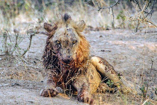 <p>Zambia'nın Güney Luangwa Ulusal Park'ında yaşananlar herkesi hayrete düşürdü. 6 yaşındaki aç erkek aslan, dişi bir bufaloya saldırdı. </p>
<p> </p>