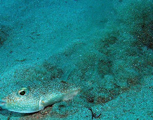 <p>Balığı ve şekilleri inceleyen uzmanlar çok ilginç bulgulara ulaştılar.</p>

<p> </p>
