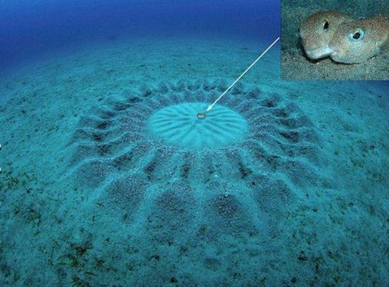 <p>Bu şekilleri sadece erkek balıklar yapıyordu. Eser biter bitmez dişi bir balık gelip erkeğin işçiliğine şöyle bir göz atıyor, beğenirse yumurtalarını bu şeklin ortasına koyuyordu. Erkek bu yumurtaları döllüyor ve 6 gün boyunca çemberin dışına çıkmadan yumurtaları koruyor. Beyni bir nohut tanesi kadar olan balığın bu muhteşem eserleri nasıl yaptığına ve bu balık türünün kendilerine eş seçerken nasıl böyle bir sistem geliştirdiğine ise bilim adamları cevap veremiyor.</p>

<p> </p>
