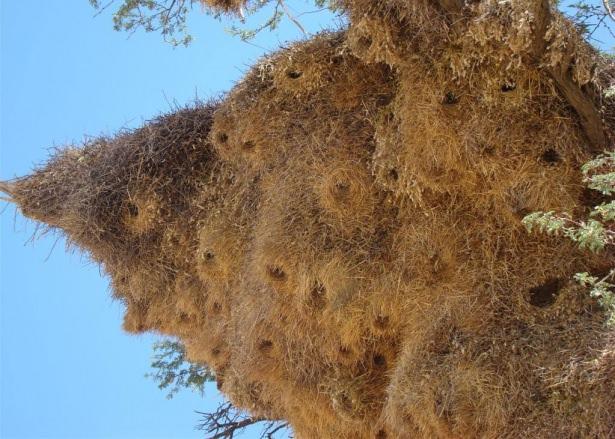 <p>Komün halinde yaşayan kuşlar, dev yuvalar 'dokuyor'.</p>

<p> </p>
