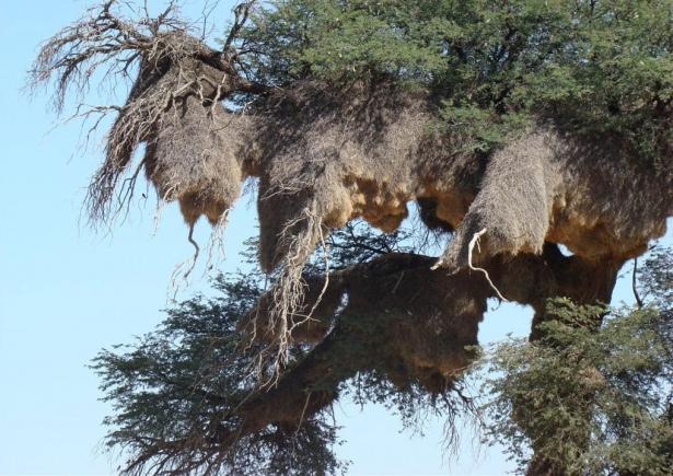 <p>Philetairus socius kuşlarının apartman binalarına benzeyen yuvalarında 400 kadar kuş birlikte yaşar.</p>

<p> </p>
