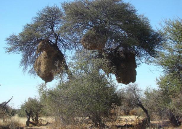 <p>Ve aynı yuva, yüz yıl boyunca farklı jenarasyonlar tarafından kullanılabilir</p>

<p> </p>
