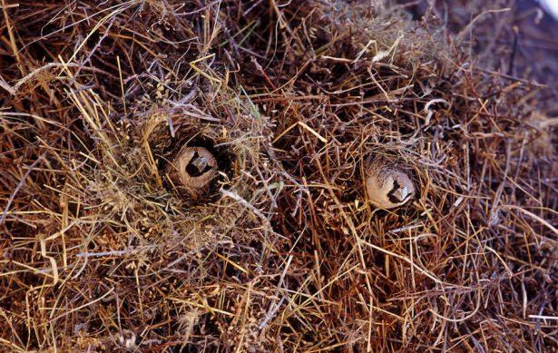 <p>Bazı yuvalar o kadar büyüktür ki inşa edildiği ağacı bile yıkabilir.</p>

<p> </p>
