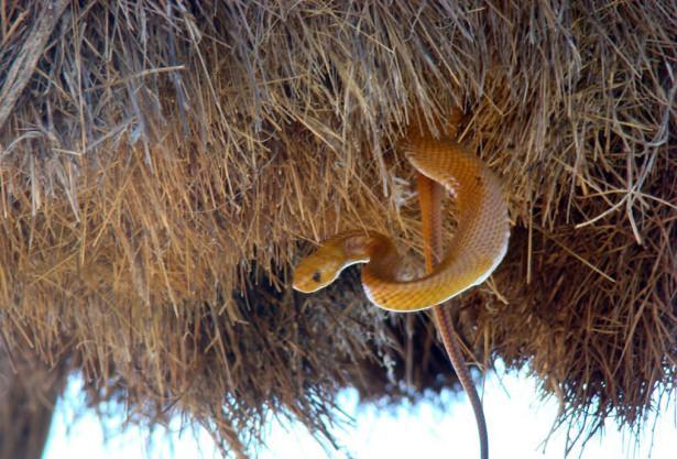 <p>Çubuk, sarmaşık ve çamur gibi maddeler kullanılarak oluşturulan yuvadaki girişler aşağıdandır.</p>

<p> </p>
