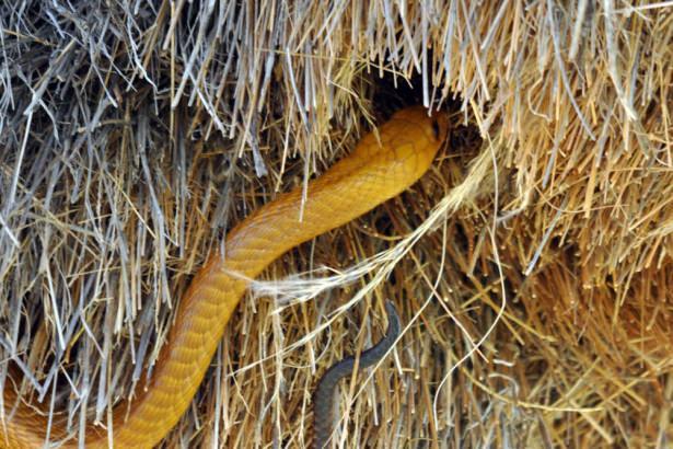 <p>Konfor yuvanın içindeki odaların tabanına serilen çimlerle sağlanır.</p>

<p> </p>
