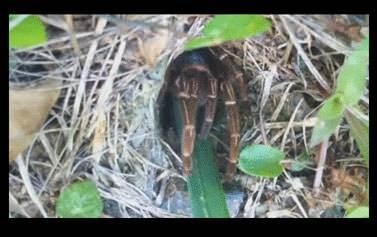 <p>Genellikle toprak altında oluşturduğu bu tünellerde saklanıyor. Yuvalarının yakınından geçen diğer böcek ve örümcekleri avlayarak besleniyor. Yalnız geceleri yuvaları dışında görülürler.</p>

<p> </p>
